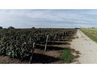 Van Buren County, Michigan Farmland - LAND AUCTION - 300+/- ACRES SPECIALTY CROP - GRAPES AND HOPS - OFFERED IN 8 TRACTS IN VAN BUREN COUNTY, MICHIGAN